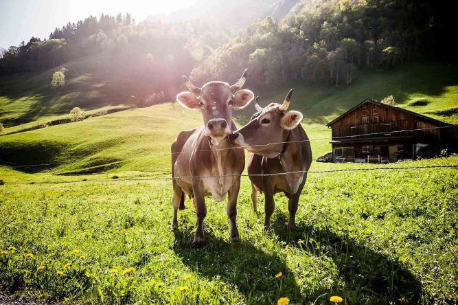 Zwei Kühe stehen auf der Weide in einer Berglandschaft im Sommer.